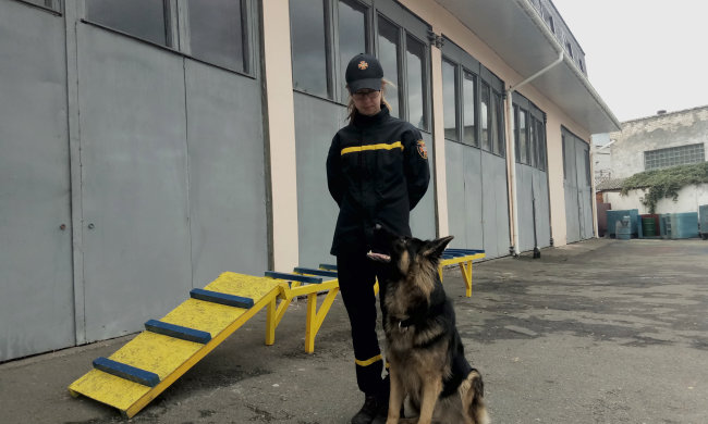 Спасают там, где не под силу людям: украинские собаки-герои поразили мир мужеством, посмотрите на этих пушистых красавцев