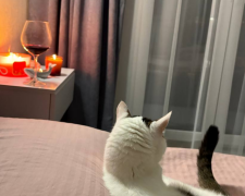 Червоне вино, котик, фото: Знай.ua