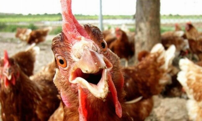 Учені вигадали спосіб вирощування м'яса без насилля