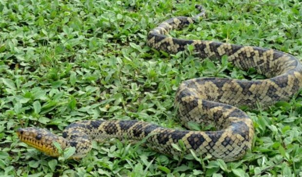 Биологи показали уникальные кадры редчайшей змеи