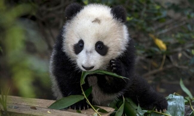 Дебют панди Бей Бей у Вашингтоні (відео)
