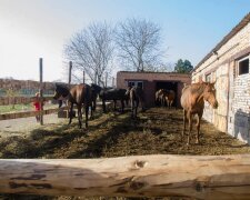 Помирали в муках: під Києвом нелюд влаштував справжній "Бухенвальд" для тварин, - моторошні кадри