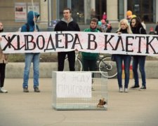 Раду пікетують представники котів і собак