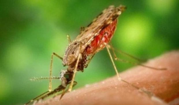 Чоловіка госпіталізували з тропічною малярією на Чернігівщині
