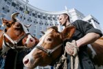Гроші віддадуть не студентам, а коровам: в партії Порошенка запропонували новий законопроєкт