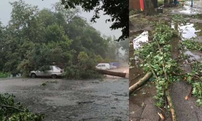 Буревій на Закарпатті повалив дерева