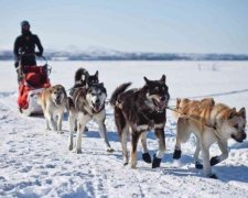 Пес-злочинець: мережа спантеличена злочинами чотириногого