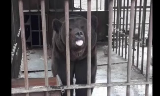 Бурий ведмідь з Червоної книги