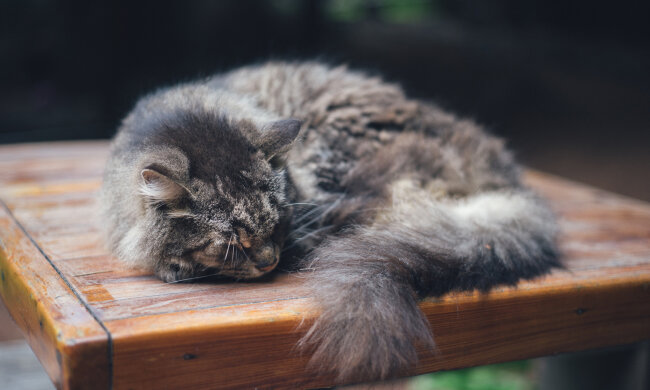 кішка, фото pxhere