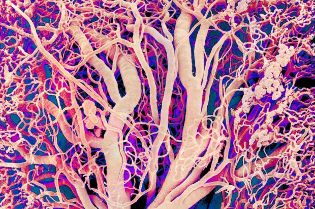Сосуды в костях: ученые открыли новый элемент кровеносной системы