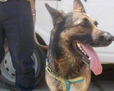 Служебный пес раскрыл кровавое убийство в столице 