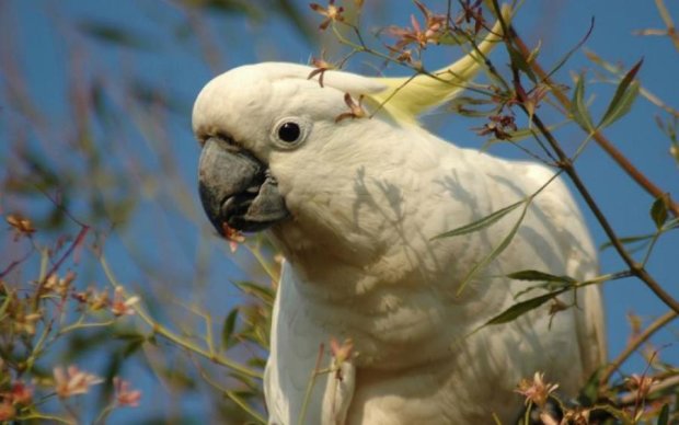 Рукописный какаду: как милая птичка заставила ученых переписать историю