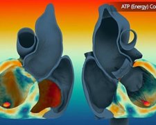 Ученые представили видеотур по бъющемуся сердцу (видео)