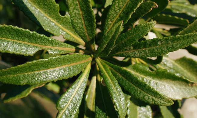 Болезнь Альцгеймера предложили лечить калифорнийской "священной травой"