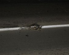 На Алтаї труп кота став частиною дорожньої розмітки: відео