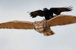 Фото маленьких нахаб розвеселили мережу