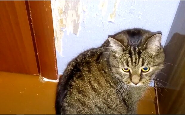 Кот. Фото: скрин youtube