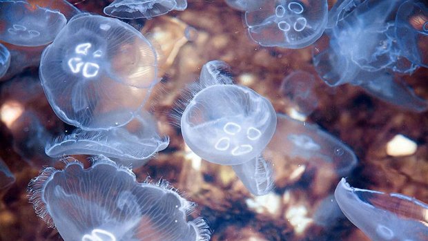 Меньше их не станет: ученые рассказали, почему в морях в том числе Херсонщины так много медуз