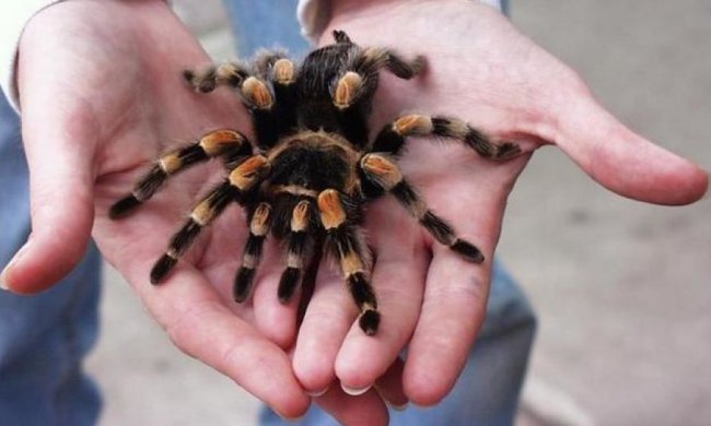 Австралийский город атаковали 25 тысяч тарантулов