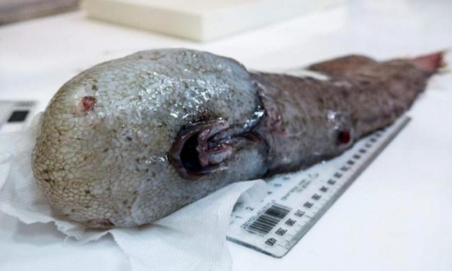 Морские биологи ошеломили мир своей находкой