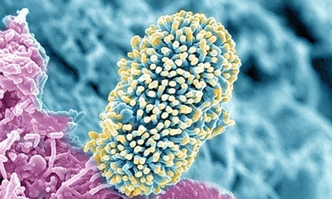 Краса під мікроскопом: серце курчати, Ебола, ракові клітини і нерви (фото)