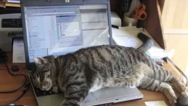 ����: znaj.ua