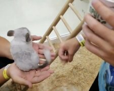 Контактные зоопарки: фото скрин Ютуб