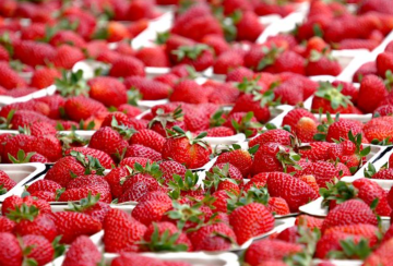 Клубника, изображения из свободных источников