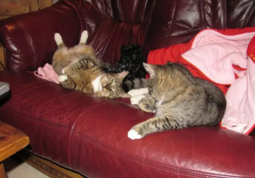 Котики, фото: Знай.ua