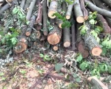 Під Києвом варварськи вирубують ліс
