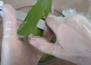 Алое вера. Фото: Youtube