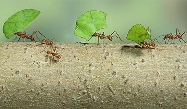 Учені розкрили таємницю мурах-землеробів