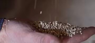 Зерно, фото: скриншот из видео