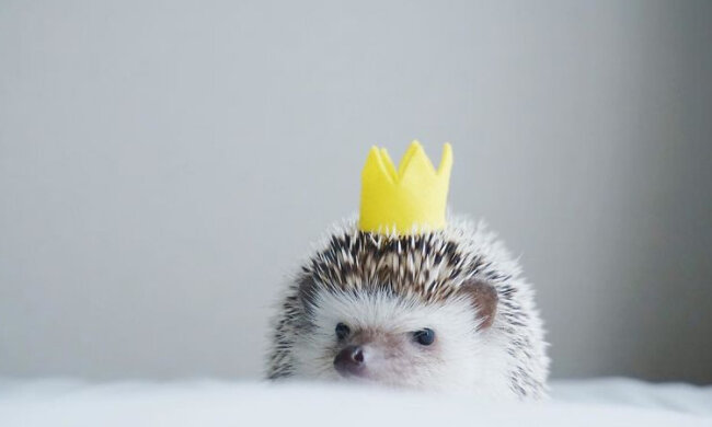 Найкращі меми на 17 серпня: Ідріс Ельба з крильцями та сумна черепаха