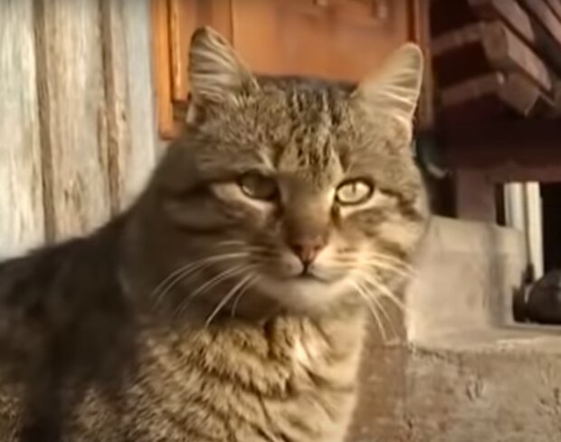 Скрин, видео YouTube