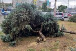 В Днепре нарубили елей на 1,5 миллиона, горожане узнали "почерк" Филатова
