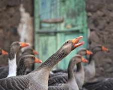 В Україна більше не вироблятимуть фуа-гра