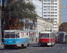 По Харькову разгуливает лиса: опасные проделки рыжей бестии попали на видео