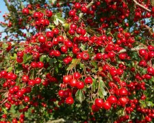 Боярышник, дерево, изображение из свободных источников