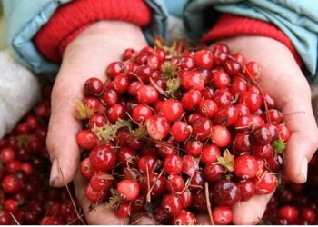 Клюква, скриншот: YouTube