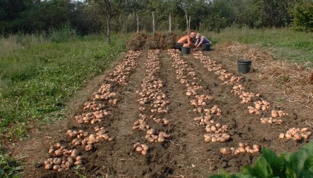 Вирощування картоплі, скріншот: YouTube