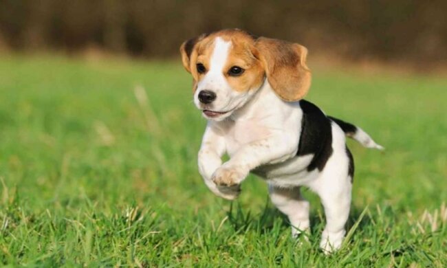 Пес підкорив YouTube, займаючись пранням (ВІДЕО)