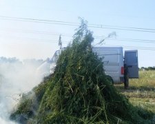 У зоні АТО "загубилася" плантація конопель у півгектара