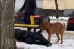 Харківський Хатіко приволочив по снігу п'яного господаря додому: "Щоб не замерз"