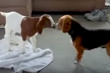 Знакомство пса с маленькой козочкой покорило YouTube