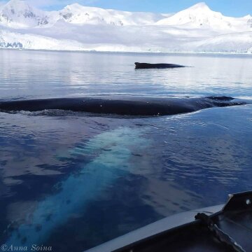 киты, фото с instagram.com/antarcticcenterua