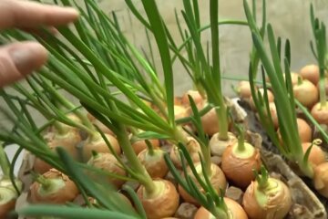 Виростити цибулю вдома, скрін з відео