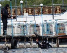 Тренировку военных подводников показали в сети: фото
