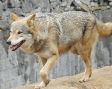Бешеная волчица изувечила лесника