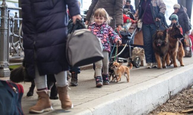Перевезення тварин, кадр з відео